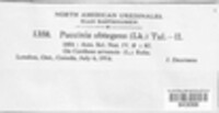 Puccinia obtegens image
